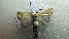  ( - NIBGE MOT-02471)  @12 [ ] CreativeCommons - Attribution Non-Commercial Share-Alike (2012) Muhammad Ashfaq National Institute for Biotechnology and Genetic Engineering Faisalabad Pakistan
