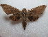 ( - NIBGE MOT-02672)  @14 [ ] CreativeCommons - Attribution Non-Commercial Share-Alike (2012) M. Sajjad Mirza National Institute for Biotechnology and Genetic Engineering Faisalabad Pakistan