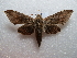  ( - NIBGE MOT-02674)  @13 [ ] CreativeCommons - Attribution Non-Commercial Share-Alike (2012) M. Sajjad Mirza National Institute for Biotechnology and Genetic Engineering Faisalabad Pakistan