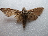  ( - NIBGE MOT-02675)  @12 [ ] CreativeCommons - Attribution Non-Commercial Share-Alike (2012) M. Sajjad Mirza National Institute for Biotechnology and Genetic Engineering Faisalabad Pakistan