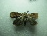  ( - NIBGE MOT-02721)  @12 [ ] CreativeCommons - Attribution Non-Commercial Share-Alike (2012) M. Sajjad Mirza National Institute for Biotechnology and Genetic Engineering Faisalabad Pakistan