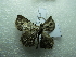  ( - NIBGE MOT-02761)  @12 [ ] CreativeCommons - Attribution Non-Commercial Share-Alike (2012) M. Sajjad Mirza National Institute for Biotechnology and Genetic Engineering Faisalabad Pakistan