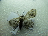  ( - NIBGE MOT-02767)  @12 [ ] CreativeCommons - Attribution Non-Commercial Share-Alike (2012) M. Sajjad Mirza National Institute for Biotechnology and Genetic Engineering Faisalabad Pakistan