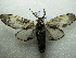  ( - NIBGE MOT-02768)  @12 [ ] CreativeCommons - Attribution Non-Commercial Share-Alike (2012) M. Sajjad Mirza National Institute for Biotechnology and Genetic Engineering Faisalabad Pakistan