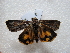  ( - NIBGE MOT-02781)  @12 [ ] CreativeCommons - Attribution Non-Commercial Share-Alike (2012) M. Sajjad Mirza National Institute for Biotechnology and Genetic Engineering Faisalabad Pakistan