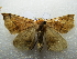  ( - NIBGE MOT-02822)  @12 [ ] CreativeCommons - Attribution Non-Commercial Share-Alike (2012) M. Sajjad Mirza National Institute for Biotechnology and Genetic Engineering Faisalabad Pakistan