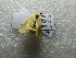  ( - NIBGE MOT-02853)  @12 [ ] CreativeCommons - Attribution Non-Commercial Share-Alike (2012) M. Sajjad Mirza National Institute for Biotechnology and Genetic Engineering Faisalabad Pakistan