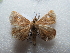  (Episparis liturata - NIBGE MOT-02865)  @14 [ ] CreativeCommons - Attribution Non-Commercial Share-Alike (2012) M. Sajjad Mirza National Institute for Biotechnology and Genetic Engineering Faisalabad Pakistan