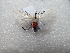  ( - NIBGE MOT-02918)  @12 [ ] CreativeCommons - Attribution Non-Commercial Share-Alike (2012) M. Sajjad Mirza National Institute for Biotechnology and Genetic Engineering Faisalabad Pakistan