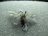  ( - NIBGE MOT-02920)  @12 [ ] CreativeCommons - Attribution Non-Commercial Share-Alike (2012) M. Sajjad Mirza National Institute for Biotechnology and Genetic Engineering Faisalabad Pakistan