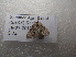  (Nola PK2 - NIBGE MOT-03123)  @12 [ ] CreativeCommons - Attribution Non-Commercial Share-Alike (2013) S. Mirza National Institute for Biotechnology and Genetic Engineering Faisalabad Pakistan
