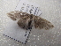  ( - NIBGE MOT-03158)  @13 [ ] CreativeCommons - Attribution Non-Commercial Share-Alike (2013) S. Mirza National Institute for Biotechnology and Genetic Engineering Faisalabad Pakistan