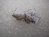  ( - NIBGE MOT-03170)  @12 [ ] CreativeCommons - Attribution Non-Commercial Share-Alike (2013) S. Mirza National Institute for Biotechnology and Genetic Engineering Faisalabad Pakistan