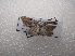  ( - NIBGE MOT-03172)  @12 [ ] CreativeCommons - Attribution Non-Commercial Share-Alike (2013) S. Mirza National Institute for Biotechnology and Genetic Engineering Faisalabad Pakistan