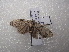  (Nola PK04 - NIBGE MOT-03200)  @13 [ ] CreativeCommons - Attribution Non-Commercial Share-Alike (2013) S. Mirza National Institute for Biotechnology and Genetic Engineering Faisalabad Pakistan