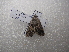  ( - NIBGE MOT-03238)  @12 [ ] CreativeCommons - Attribution Non-Commercial Share-Alike (2013) S. Mirza National Institute for Biotechnology and Genetic Engineering Faisalabad Pakistan