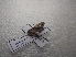  ( - NIBGE MOT-03243)  @12 [ ] CreativeCommons - Attribution Non-Commercial Share-Alike (2013) S. Mirza National Institute for Biotechnology and Genetic Engineering Faisalabad Pakistan