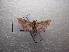  ( - NIBGE MOT-03261)  @13 [ ] CreativeCommons - Attribution Non-Commercial Share-Alike (2013) S. Mirza National Institute for Biotechnology and Genetic Engineering Faisalabad Pakistan