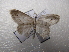  ( - NIBGE MOT-03271)  @12 [ ] CreativeCommons - Attribution Non-Commercial Share-Alike (2013) S. Mirza National Institute for Biotechnology and Genetic Engineering Faisalabad Pakistan