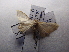  (Scopula AH01Ye - NIBGE MOT-03329)  @12 [ ] CreativeCommons - Attribution Non-Commercial Share-Alike (2013) S. Mirza National Institute for Biotechnology and Genetic Engineering Faisalabad Pakistan