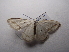  (Scopula PK04 - NIBGE MOT-03358)  @13 [ ] CreativeCommons - Attribution Non-Commercial Share-Alike (2013) S. Mirza National Institute for Biotechnology and Genetic Engineering Faisalabad Pakistan