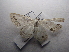  ( - NIBGE MOT-03359)  @13 [ ] CreativeCommons - Attribution Non-Commercial Share-Alike (2013) S. Mirza National Institute for Biotechnology and Genetic Engineering Faisalabad Pakistan