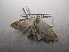  ( - NIBGE MOT-03361)  @12 [ ] CreativeCommons - Attribution Non-Commercial Share-Alike (2013) S. Mirza National Institute for Biotechnology and Genetic Engineering Faisalabad Pakistan