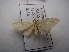  (Scopula PK02 - NIBGE MOT-03365)  @13 [ ] CreativeCommons - Attribution Non-Commercial Share-Alike (2013) S. Mirza National Institute for Biotechnology and Genetic Engineering Faisalabad Pakistan
