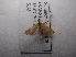  ( - NIBGE MOT-03415)  @12 [ ] CreativeCommons - Attribution Non-Commercial Share-Alike (2013) S. Mirza National Institute for Biotechnology and Genetic Engineering Faisalabad Pakistan