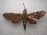  ( - NIBGE MOT-03460)  @13 [ ] CreativeCommons - Attribution Non-Commercial Share-Alike (2013) S. Mirza National Institute for Biotechnology and Genetic Engineering Faisalabad Pakistan