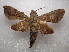  ( - NIBGE MOT-03461)  @13 [ ] CreativeCommons - Attribution Non-Commercial Share-Alike (2013) S. Mirza National Institute for Biotechnology and Genetic Engineering Faisalabad Pakistan