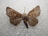  ( - NIBGE MOT-03513)  @13 [ ] CreativeCommons - Attribution Non-Commercial Share-Alike (2013) S. Mirza National Institute for Biotechnology and Genetic Engineering Faisalabad Pakistan