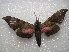  ( - NIBGE MOT-03749)  @11 [ ] CreativeCommons - Attribution Non-Commercial Share-Alike (2013) S. Mirza National Institute for Biotechnology and Genetic Engineering Faisalabad Pakistan