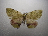  ( - NIBGE MOT-03762)  @12 [ ] CreativeCommons - Attribution Non-Commercial Share-Alike (2013) S. Mirza National Institute for Biotechnology and Genetic Engineering Faisalabad Pakistan