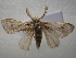 ( - NIBGE MOT-01097)  @13 [ ] CreativeCommons - Attribution Non-Commercial Share-Alike (2011) Muhammad Ashfaq National Institute for Biotechnology and Genetic Engineering Faisalabad Pakistan