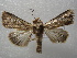  ( - NIBGE MOT-01099)  @13 [ ] CreativeCommons - Attribution Non-Commercial Share-Alike (2011) Muhammad Ashfaq National Institute for Biotechnology and Genetic Engineering Faisalabad Pakistan