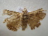  ( - NIBGE MOT-01103)  @12 [ ] CreativeCommons - Attribution Non-Commercial Share-Alike (2011) Muhammad Ashfaq National Institute for Biotechnology and Genetic Engineering Faisalabad Pakistan