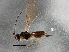  (Asobara PK01 - BIOUG02400-A04)  @13 [ ] CreativeCommons - Attribution (2013) CBG Photography Group Centre for Biodiversity Genomics