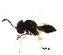  (Telenomus turesis - BIOUG02434-A11)  @12 [ ] CreativeCommons - Attribution (2012) Muhammad Ashfaq Centre for Biodiversity Genomics