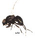  ( - BIOUG02440-H06)  @12 [ ] CreativeCommons - Attribution (2012) Muhammad Ashfaq Centre for Biodiversity Genomics