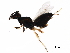  ( - BIOUG02448-H03)  @14 [ ] CreativeCommons - Attribution (2017) CBG Photography Group Centre for Biodiversity Genomics