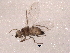  ( - BIOUG02528-B03)  @13 [ ] CreativeCommons - Attribution (2012) Muhammad Ashfaq Centre for Biodiversity Genomics