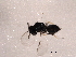  (Pachyneuron aphidis - BIOUG02530-H07)  @12 [ ] CreativeCommons - Attribution (2012) Muhammad Ashfaq Centre for Biodiversity Genomics