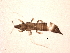  (Chirothrips meridionalis - BIOUG02582-F04)  @13 [ ] CreativeCommons - Attribution (2012) Muhammad Ashfaq Centre for Biodiversity Genomics