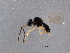  ( - BIOUG04746-C10)  @13 [ ] CreativeCommons - Attribution (2013) CBG Photography Group Centre for Biodiversity Genomics