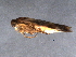  ( - BIOUG05251-E01)  @12 [ ] CreativeCommons - Attribution (2013) Muhammad Ashfaq Centre for Biodiversity Genomics