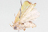  (Earias PK02 - BIOUG05357-A07)  @12 [ ] CreativeCommons - Attribution (2014) CBG Photography Group Centre for Biodiversity Genomics