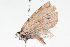  ( - BIOUG05357-A09)  @12 [ ] CreativeCommons - Attribution (2014) CBG Photography Group Centre for Biodiversity Genomics