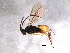  (Apanteles PK04 - BIOUG04750-D04)  @13 [ ] CreativeCommons - Attribution (2013) Muhammad Ashfaq Centre for Biodiversity Genomics