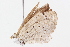  ( - BIOUG05357-C11)  @12 [ ] CreativeCommons - Attribution (2014) CBG Photography Group Centre for Biodiversity Genomics